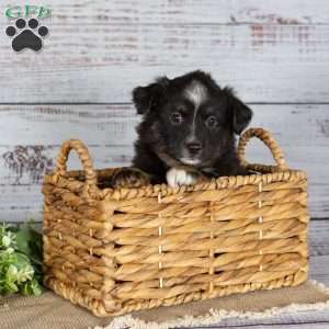 Twila, Miniature Australian Shepherd Puppy